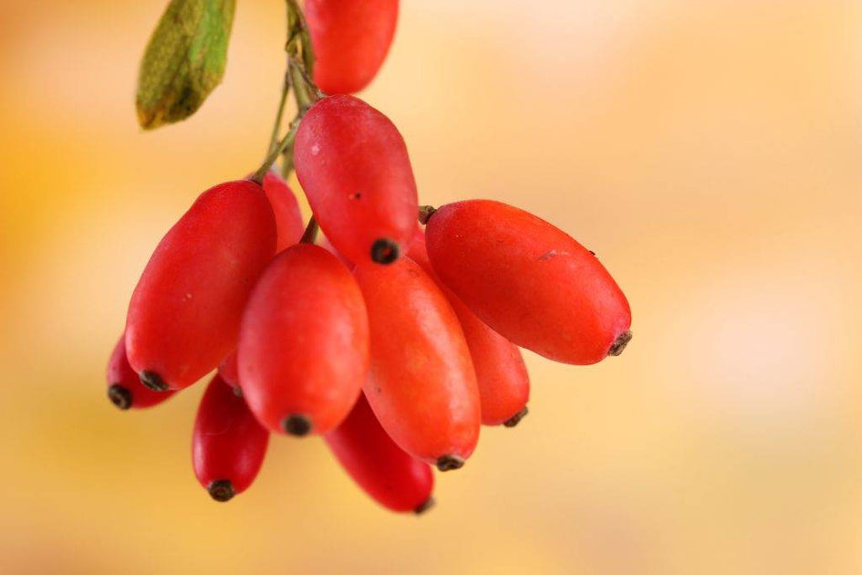 Is Berberine A Safe Alternative to Metformin The Healing Sole