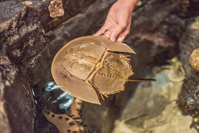 Crabs, COVID, and Cohabiting Kindly