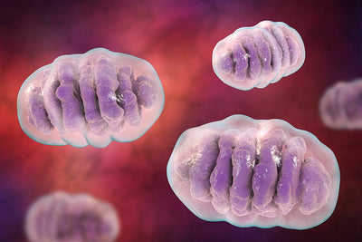How Oxidative Stress Harms Nervous System Health