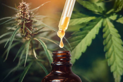 Everything You Need To Know About CBD