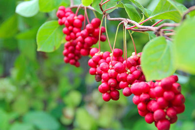 5 Herbs For Optimal Wellness