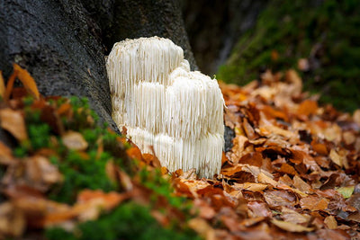 Benefits of Medicinal Mushrooms